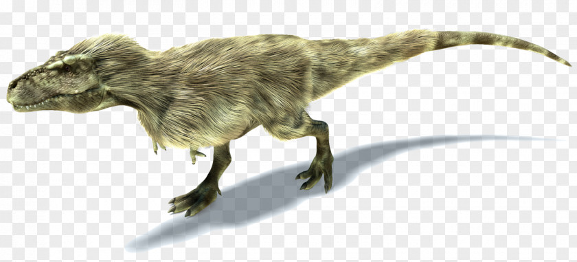 Tyrannosaurus Theropods Yutyrannus Ornithomimus Dilong PNG
