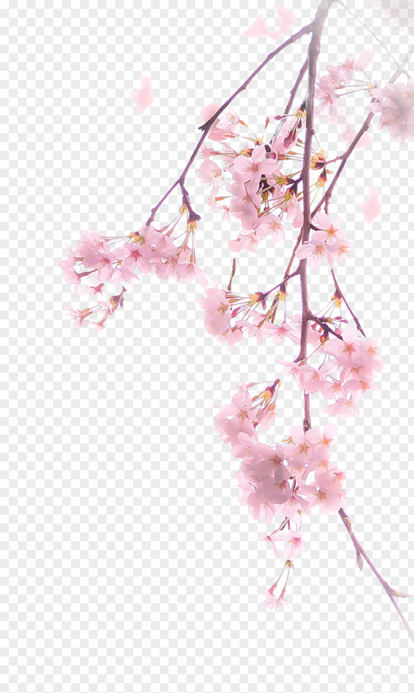 A Cherry Blossom Download Illustration PNG