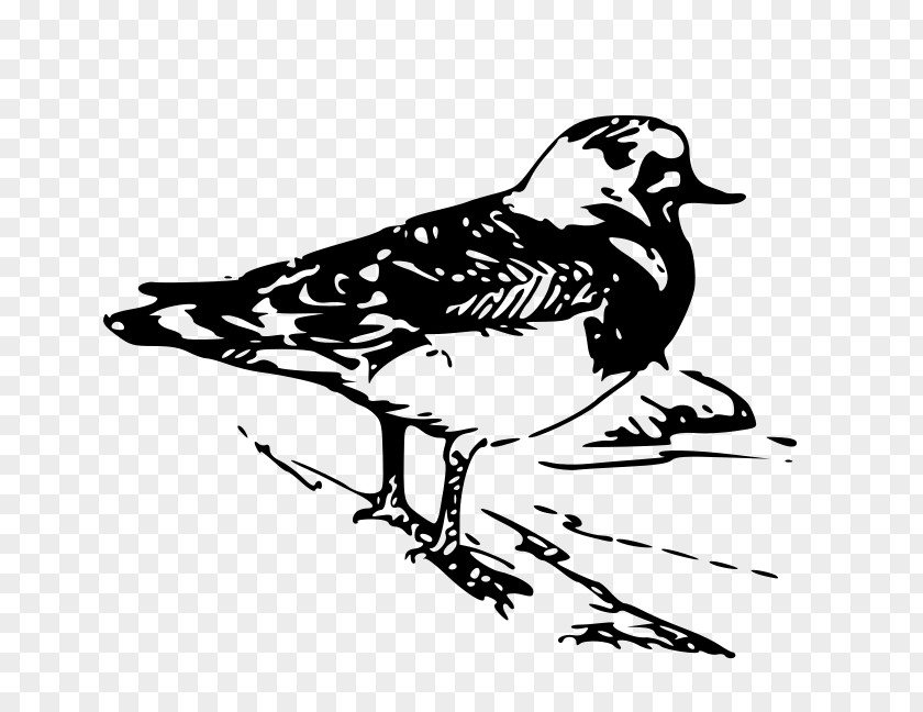 Bird Beak Ruddy Turnstone Clip Art PNG