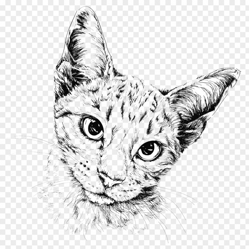 Cute Cat Picture Drawing Painting Illustration PNG