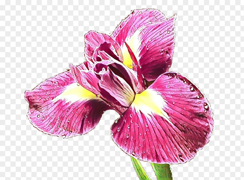 Flower Petal Plant Pink Iris PNG