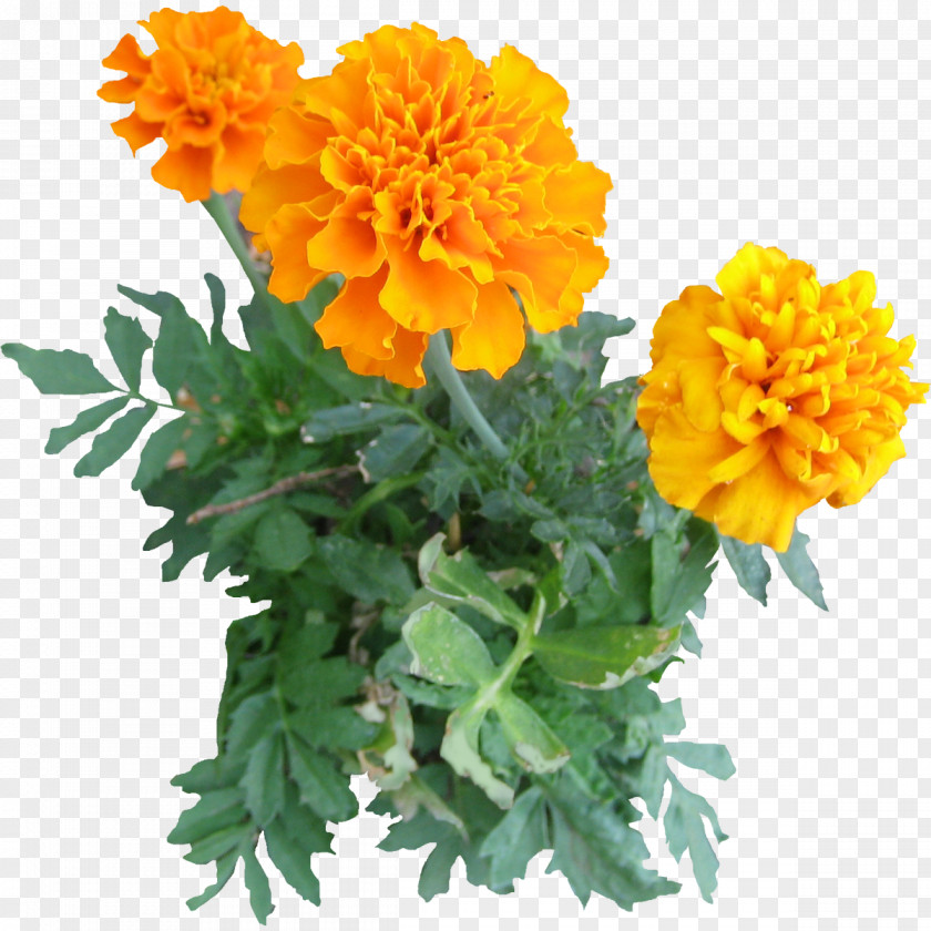 Flower Tree Mexican Marigold Plant Clip Art PNG