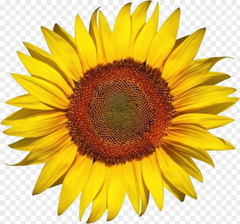 Sun Flower Common Sunflower Seed Clip Art PNG