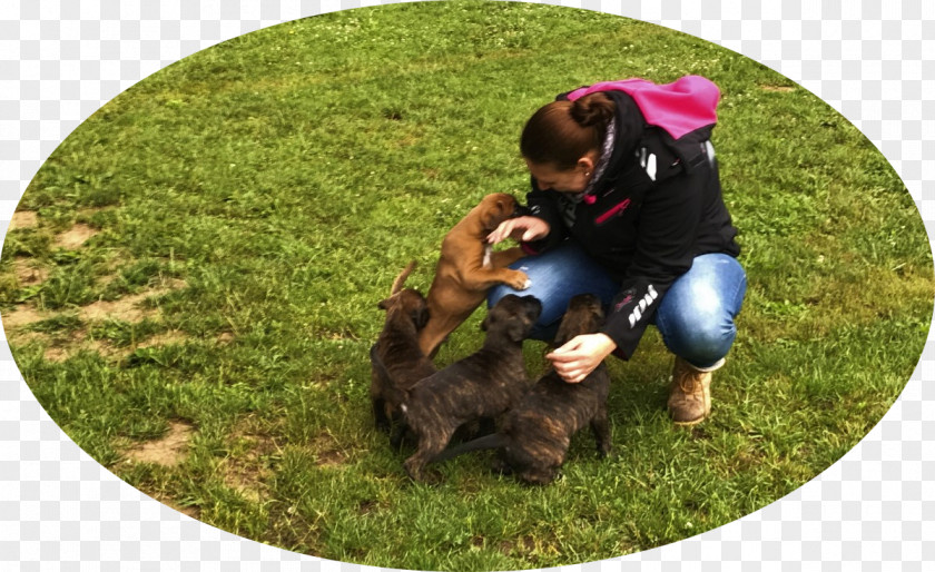 Puppy Dog Breed Obedience Training Lawn PNG