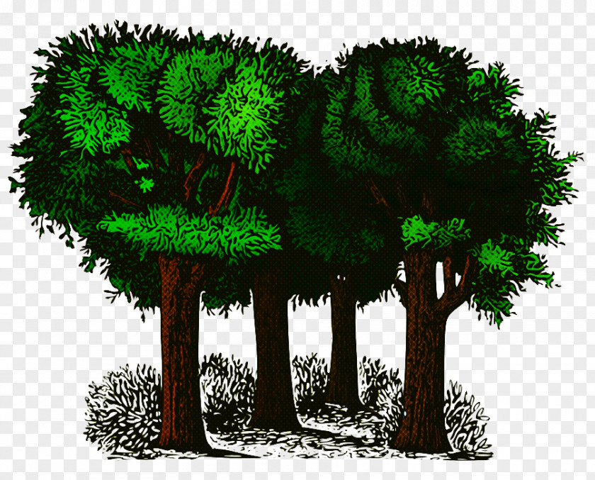 Shrub Landscape Tree Green Plant Woody Grass PNG