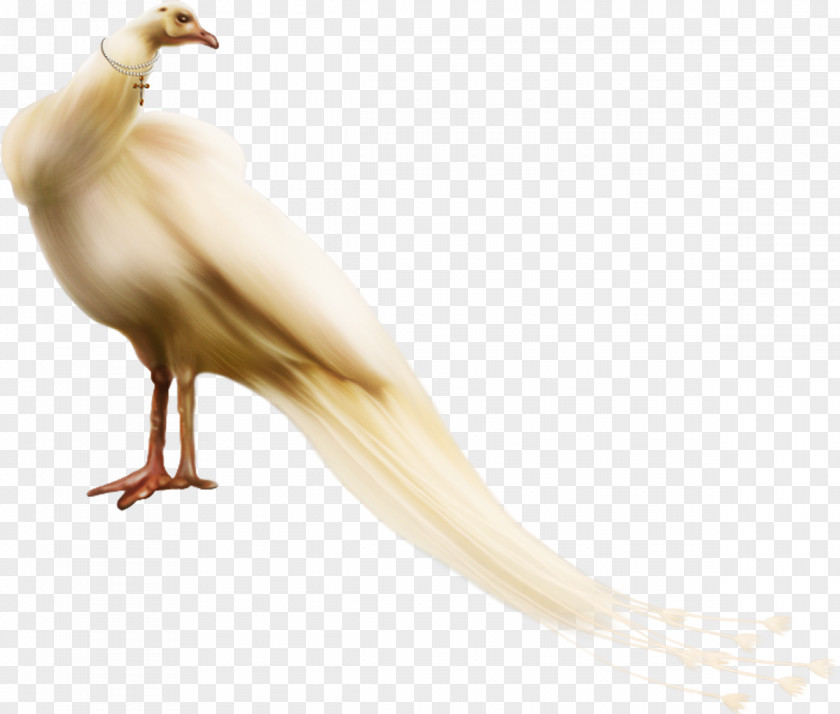 Bird Beak Pavo Galliformes Peafowl PNG