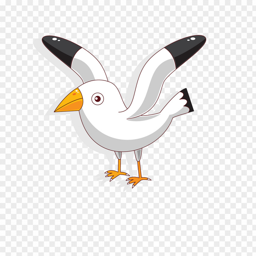 Cartoon White Seagull Bird PNG