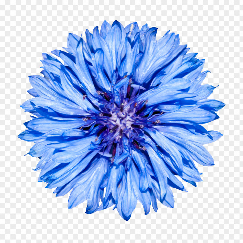 Cornflower Blue Stock Photography PNG