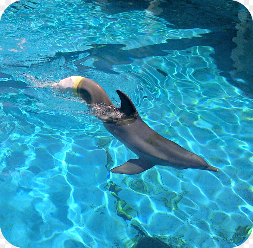 Dolphin Common Bottlenose Winter Clearwater Marine Aquarium Wholphin PNG