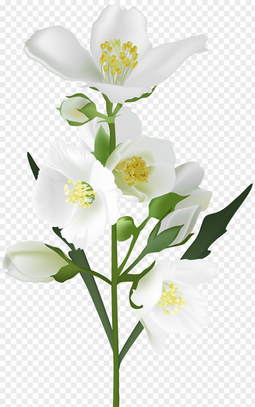Jasmine Flower White Clip Art PNG