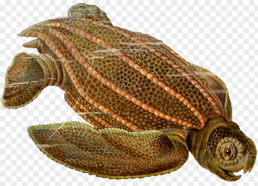 Turtle Leatherback Sea Archelon Protostega Reptile PNG