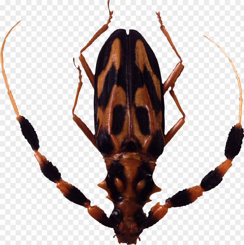 Bug Image Insect Graphics Software Clip Art PNG