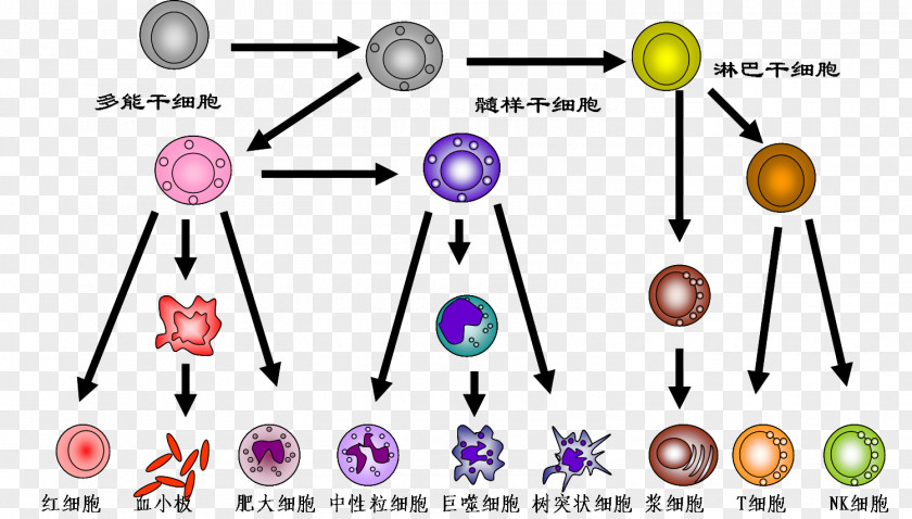 Child DNA Paternity Testing 2008 Sichuan Earthquake Genetic PNG