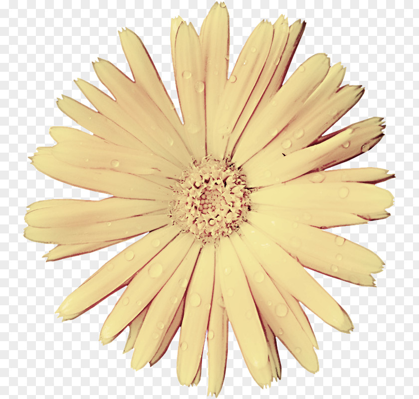 Cut Flowers Daisy PNG