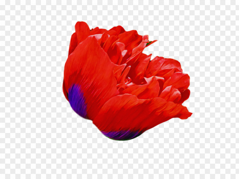 Flower Bouquet PNG