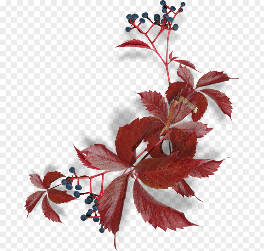 Norway Decoration Automne Hiver Leaf Clip Art Image Design PNG