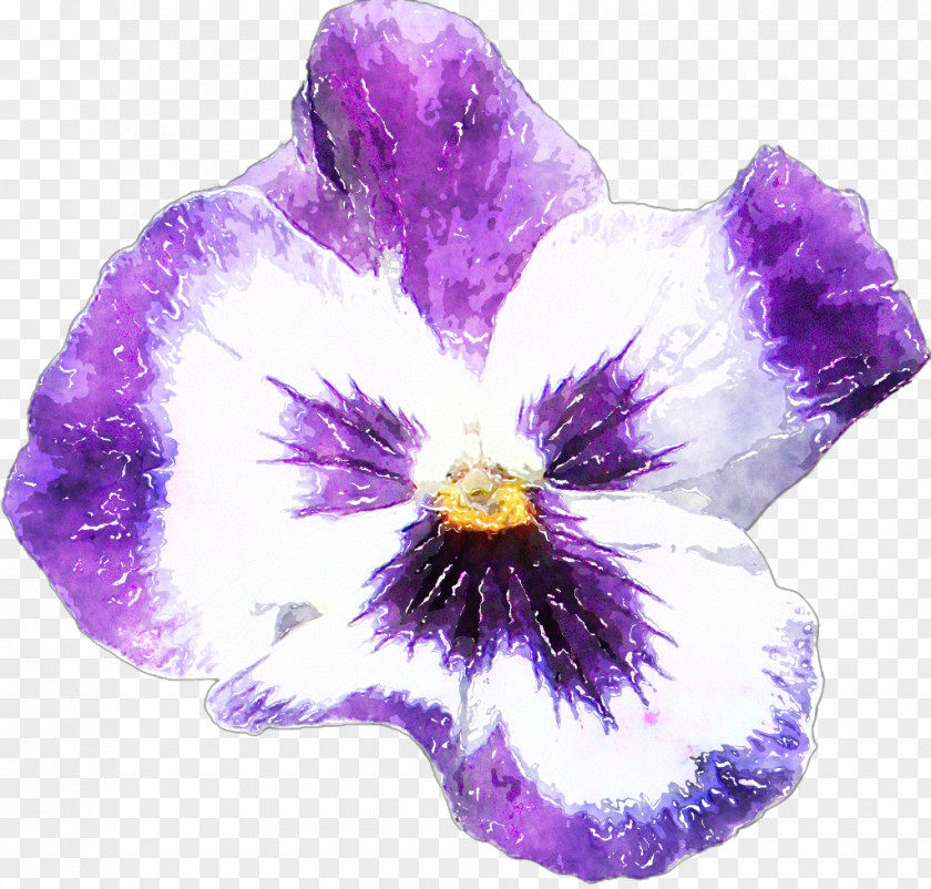 Pansy Moth Orchids Plant Flower PNG