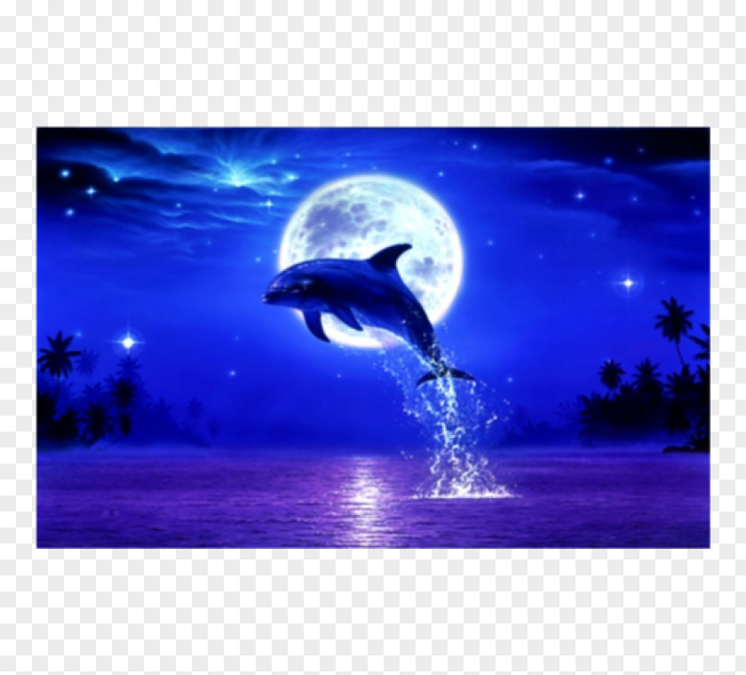 Dolphin Desktop Wallpaper Blog PNG