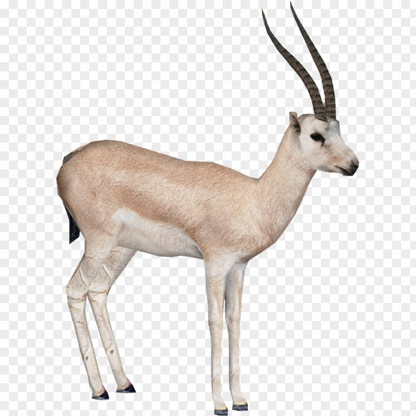 Gemsbok Springbok Impala Antelope PNG