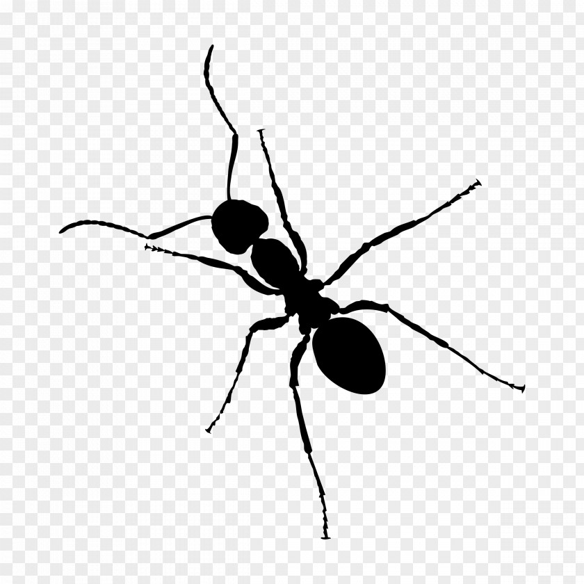 Ant Zap Black And White Insect PNG