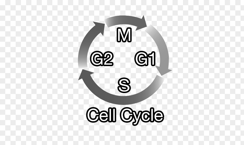 Cell Cycle Cyclin-dependent Kinase 4 CDK Inhibitor G1 Phase PNG