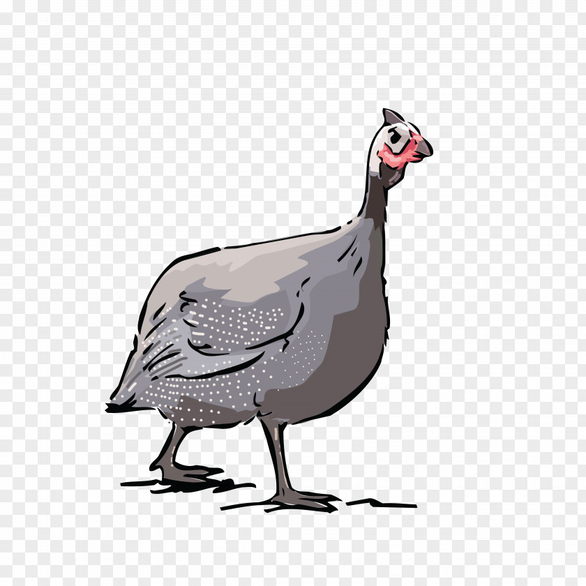 Guinea Pig Helmeted Guineafowl Chicken Bird PNG