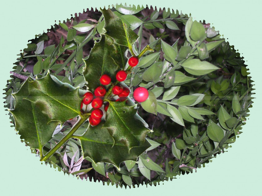 Host European Spindle Common Holly Blog Plant Holy Family PNG