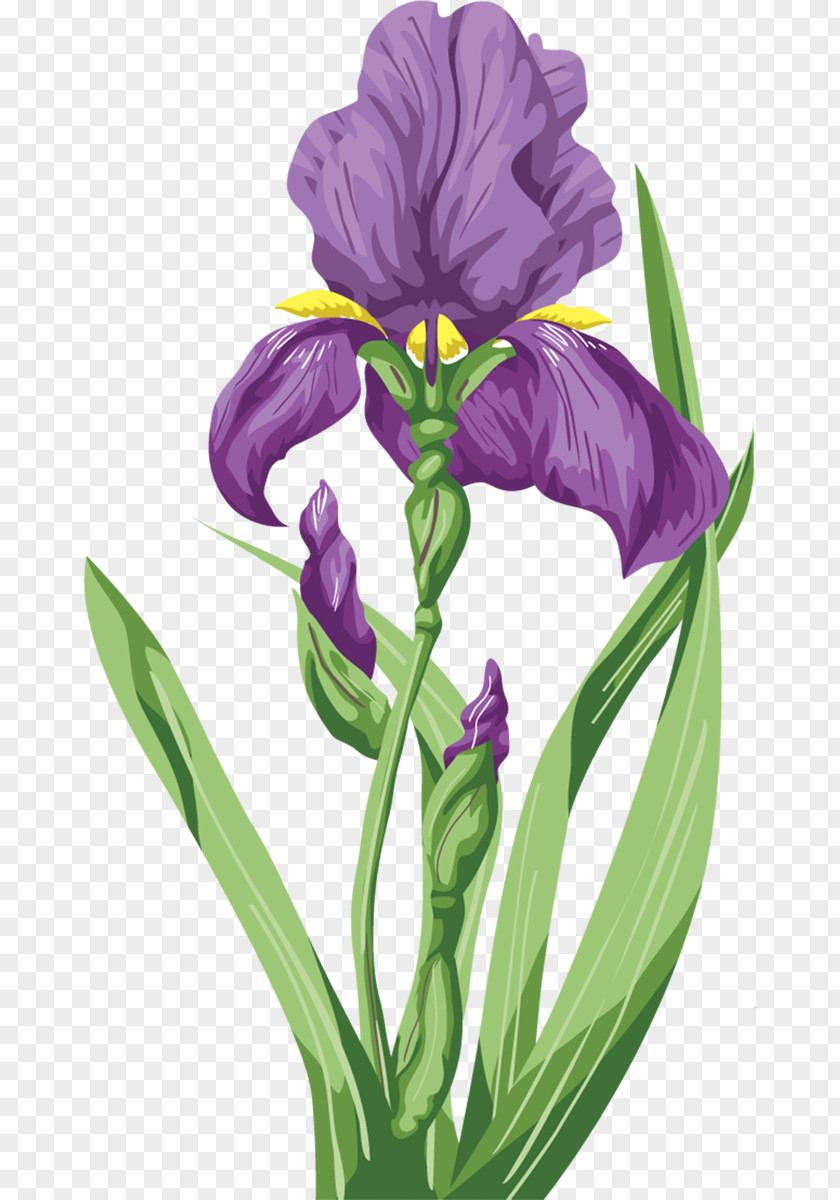 Iris Irises Flower Wall Purple PNG