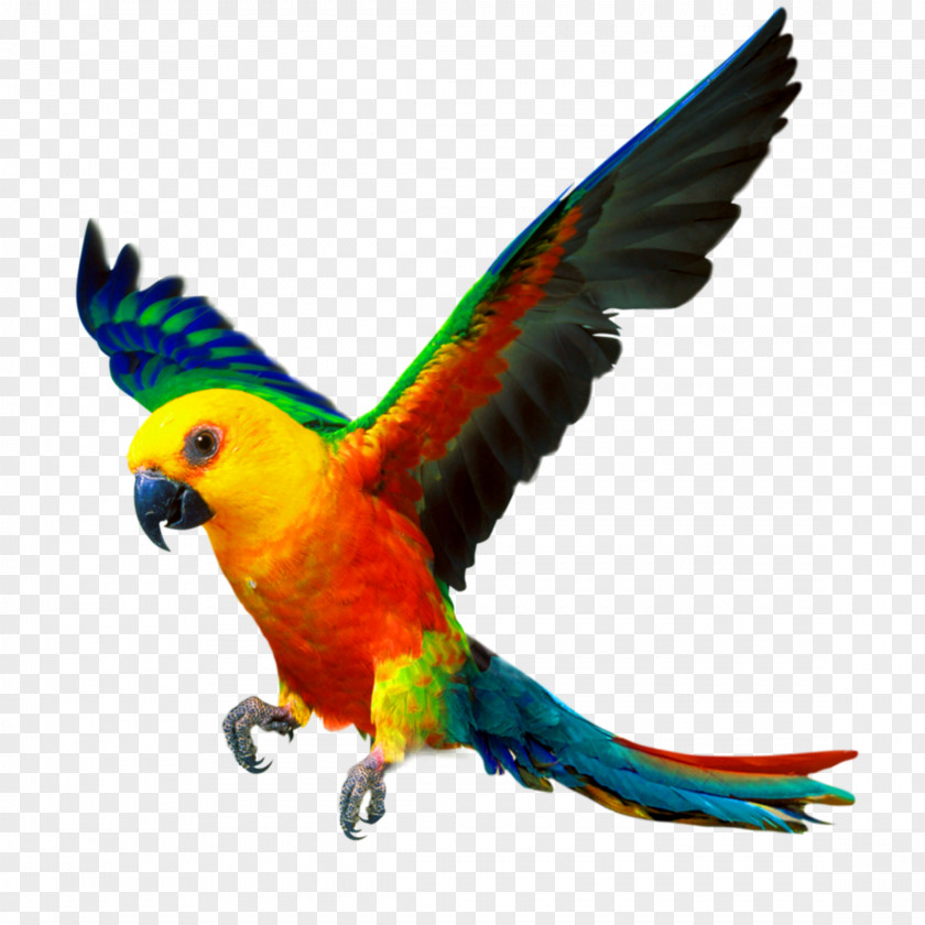 Parrot Cockatiel Bird Budgerigar Pet PNG