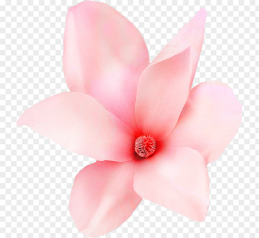 Peach Blossom Durazno Department PNG