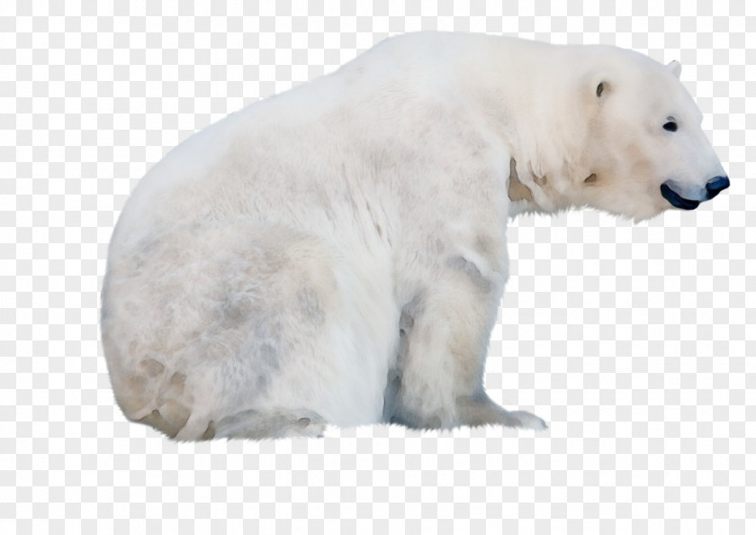 Snout Animal Figure Polar Bear Wildlife PNG