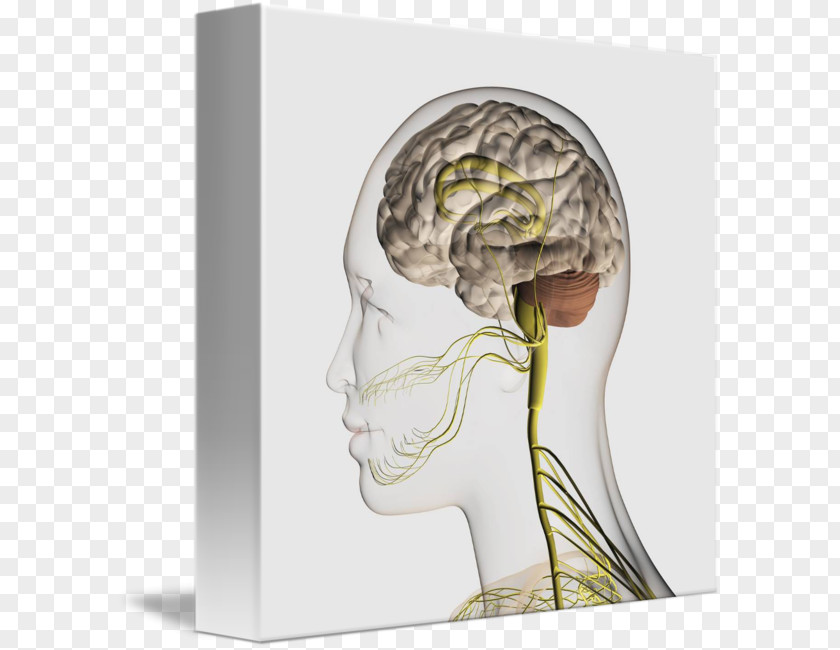 Brain Somatic Nervous System Peripheral Brachial Plexus Anatomy PNG