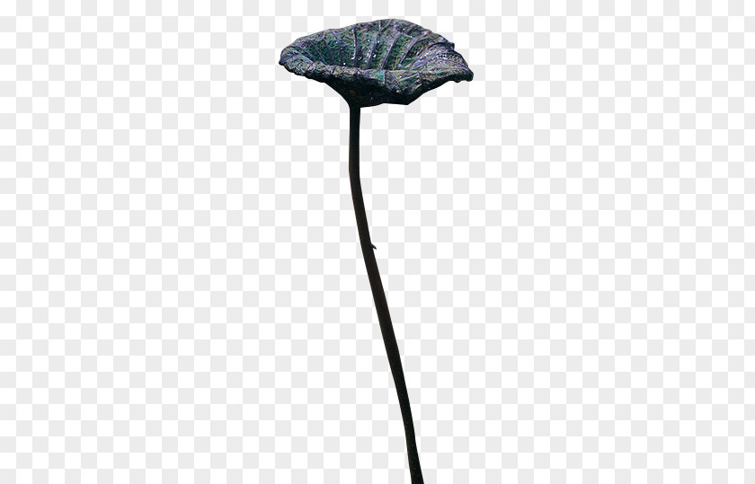 Design Nelumbo Nucifera PNG