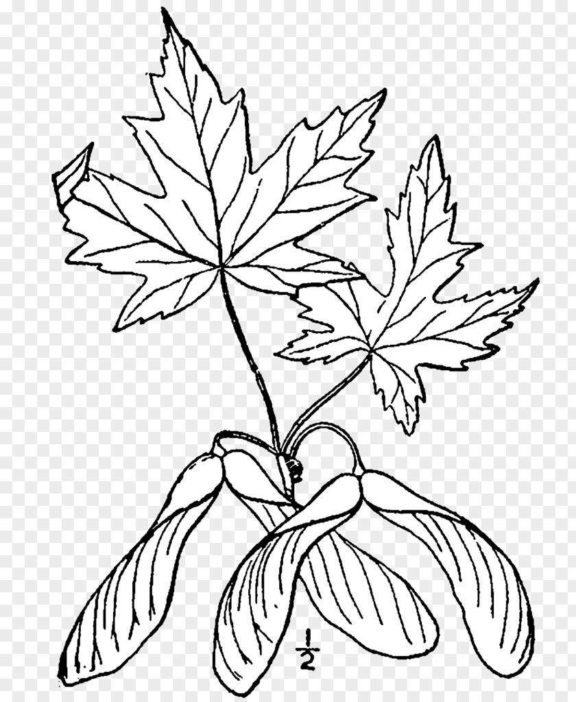 Drawing Silver Maple Sugar Red Leaf PNG