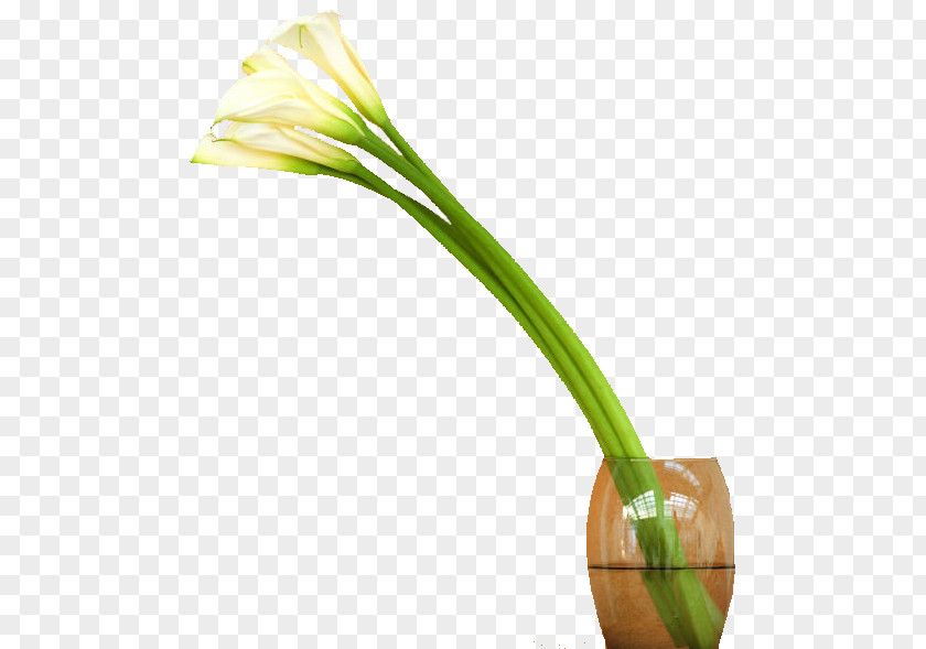 Flower Allium Fistulosum Welsh Cuisine Arum-lily Plant Stem PNG