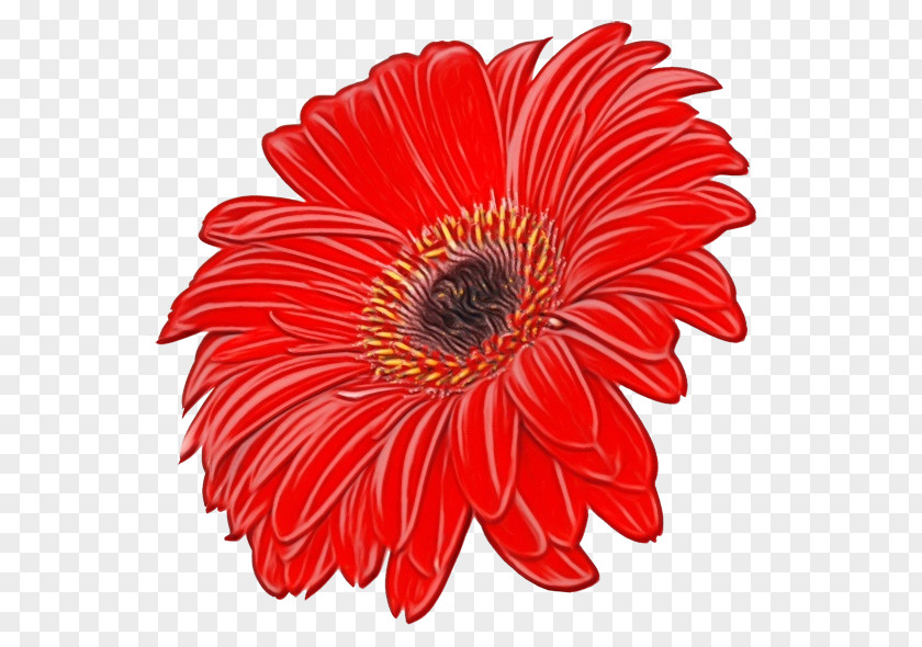 Perennial Plant Gazania Red Watercolor Flowers PNG