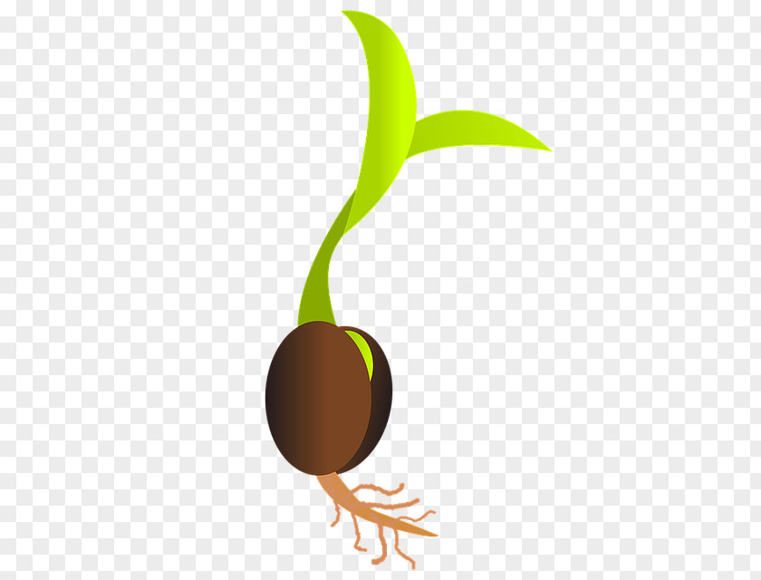 Plant Germination Seed Sowing Sprouting Clip Art PNG