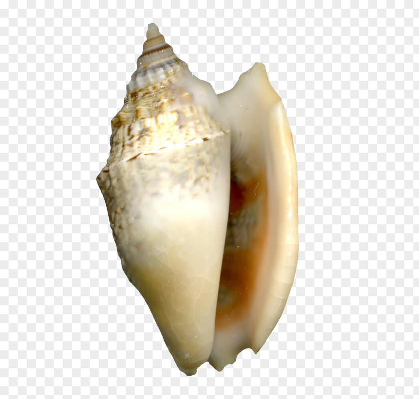 Conch Cockle Sea Snail Seashell Shellfish PNG