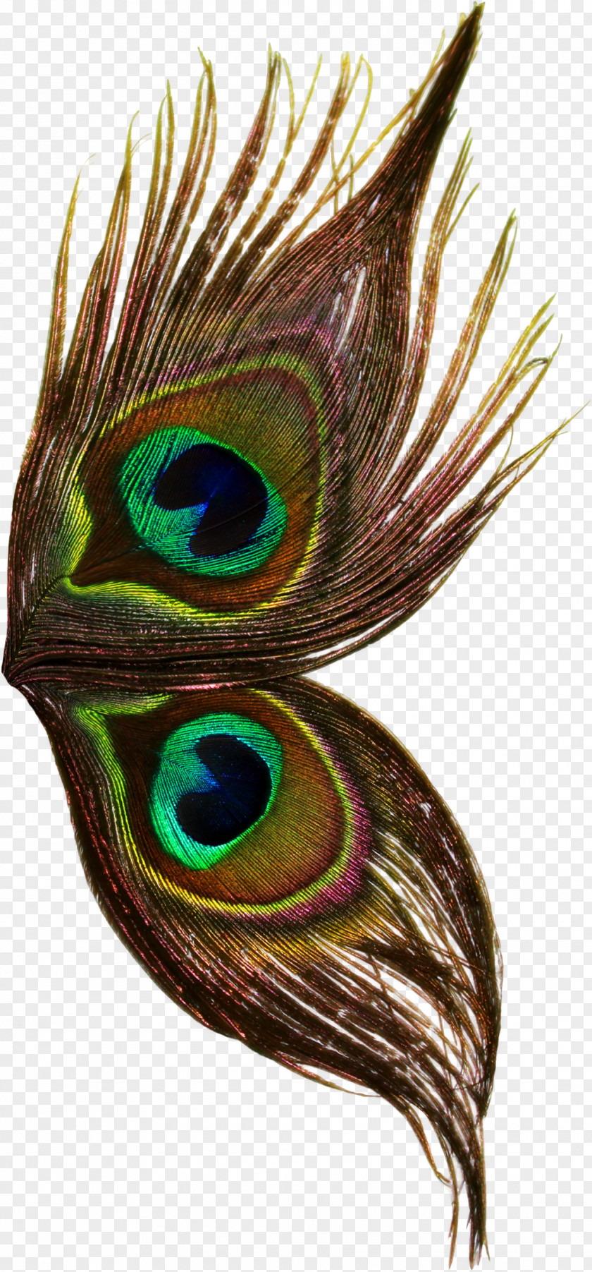 Feather Bird Peafowl Wing Thepix PNG