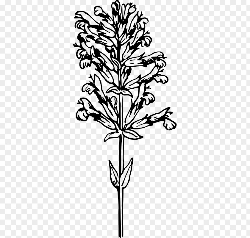 Twig Medicinal Plants Herb Clip Art PNG
