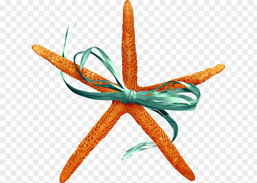 Ue Starfish Sea Animal Scrapbooking Clip Art PNG