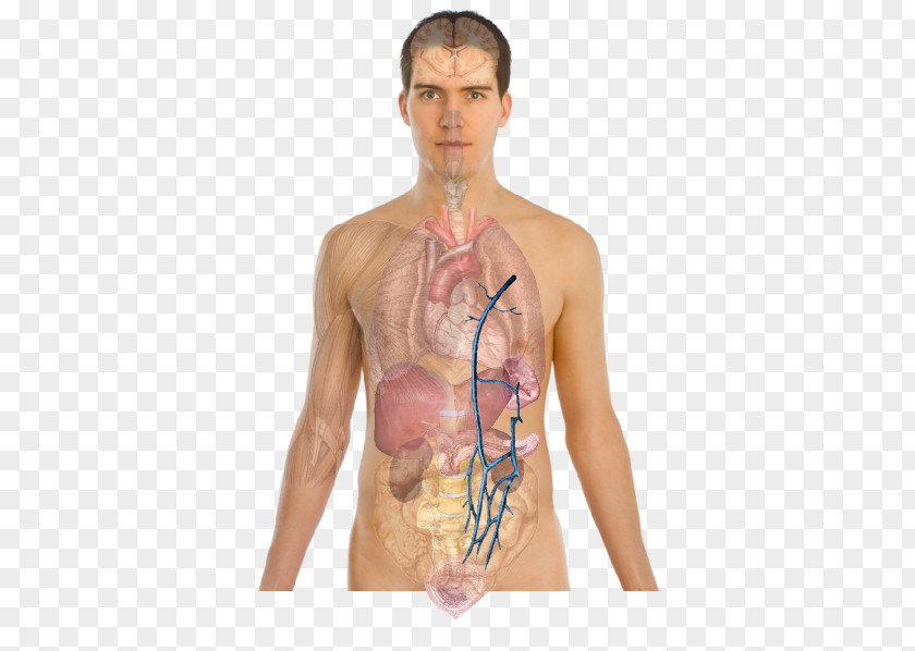Body Human AIDS Infection HIV-positive People Disease PNG