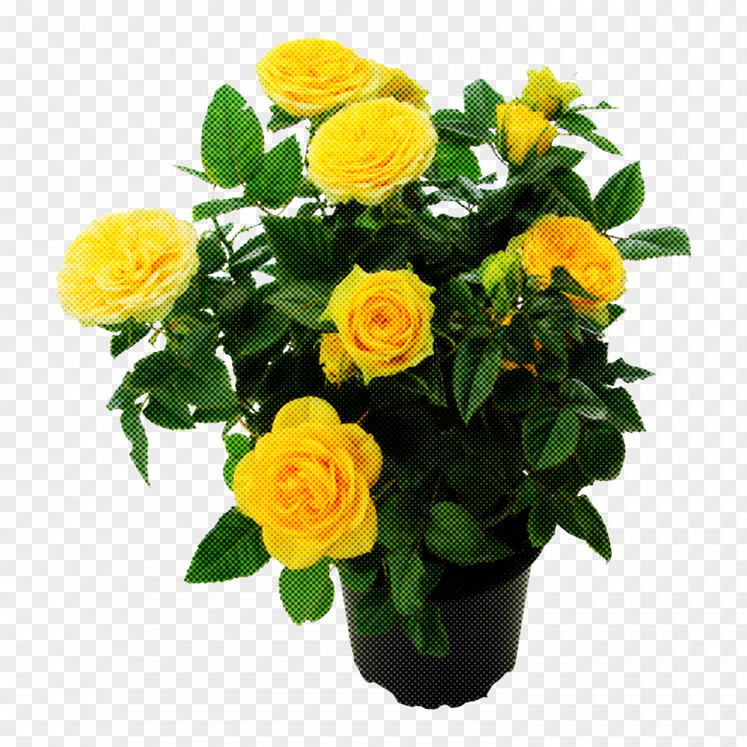 Bouquet Garden Roses PNG