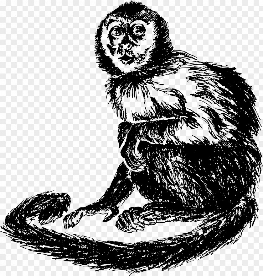 Cat South America Monkey Clip Art PNG