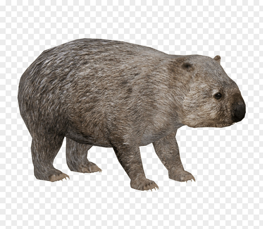 Guinea Pig Common Wombat Australia Panthera Leo Spelaea PNG