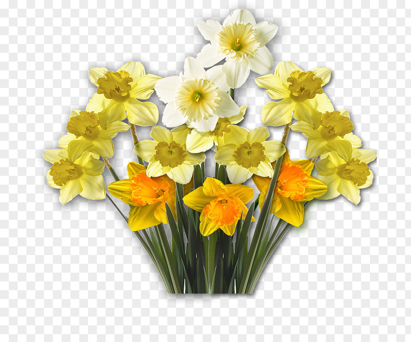 Narcissus Daffodil Clip Art Flower Blume PNG