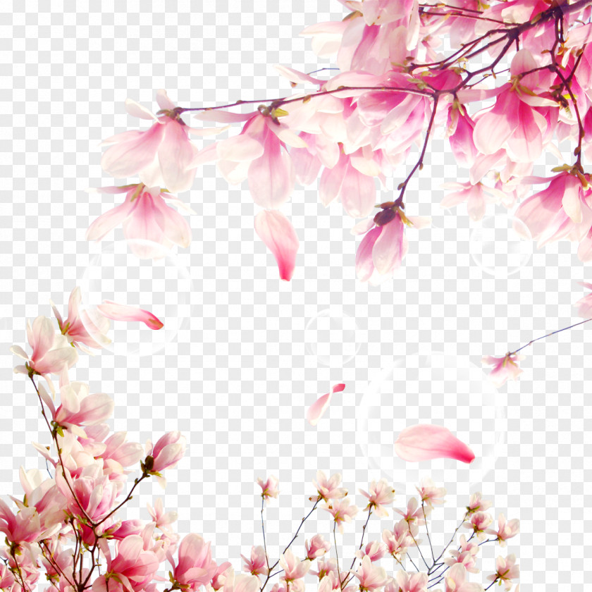 Cherry Elements National Blossom Festival Download PNG