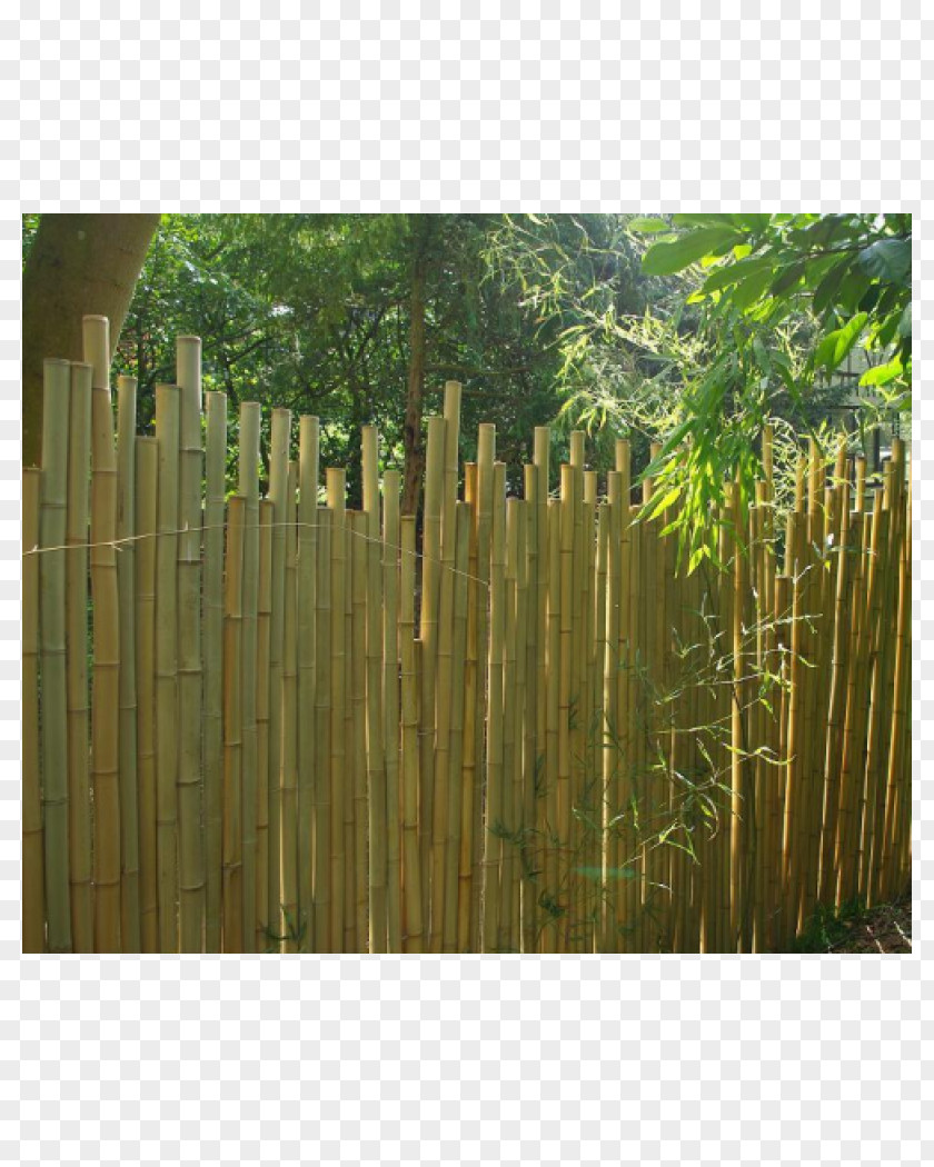 Design Wall Bambou Garden Terrace PNG