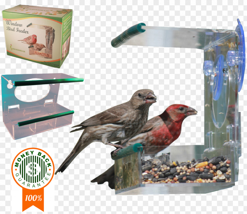 Feather Finch Bird Food Beak PNG