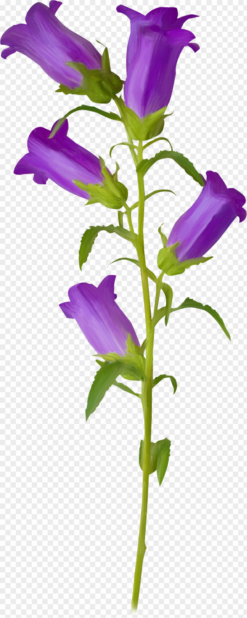 Flower Violet Campanula Patula Clip Art PNG